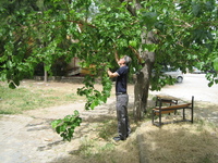 Orhan und der Maulbeerbaum( auf dem Schulgelände)